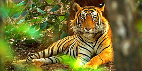 Pacote de Observação de Tigres Selvagens