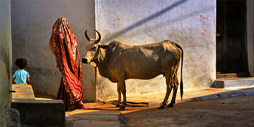 Pacote de Viagem de Rajasthan Rural