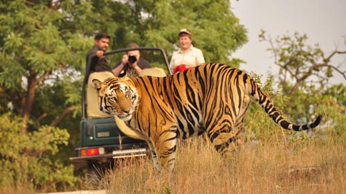 Jim Corbett Excursão de Vida Selvagem com Delhi